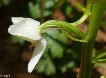 Platanthera bifolia - orchis à deux feuilles