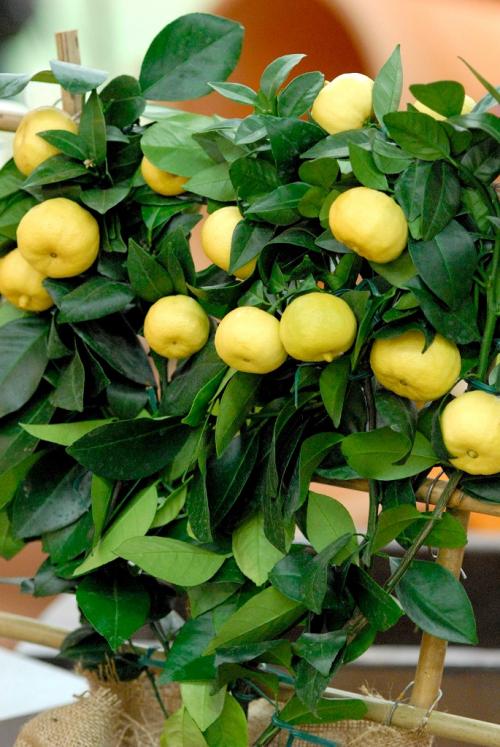 Arbre fruitier  ; Citronnier