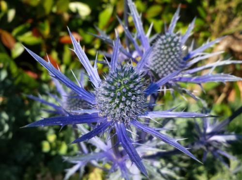 Fleurs cultivées : Panicaut