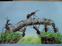Ignara : Le Monde des Fourmis