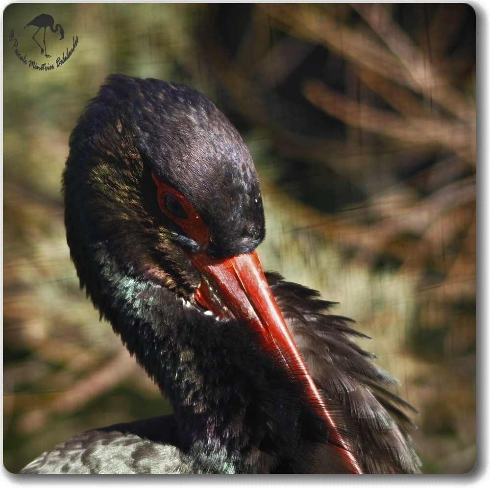 Portraits de Cigogne noire...