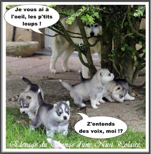 Portée de Lakmé (23 mars 2021)