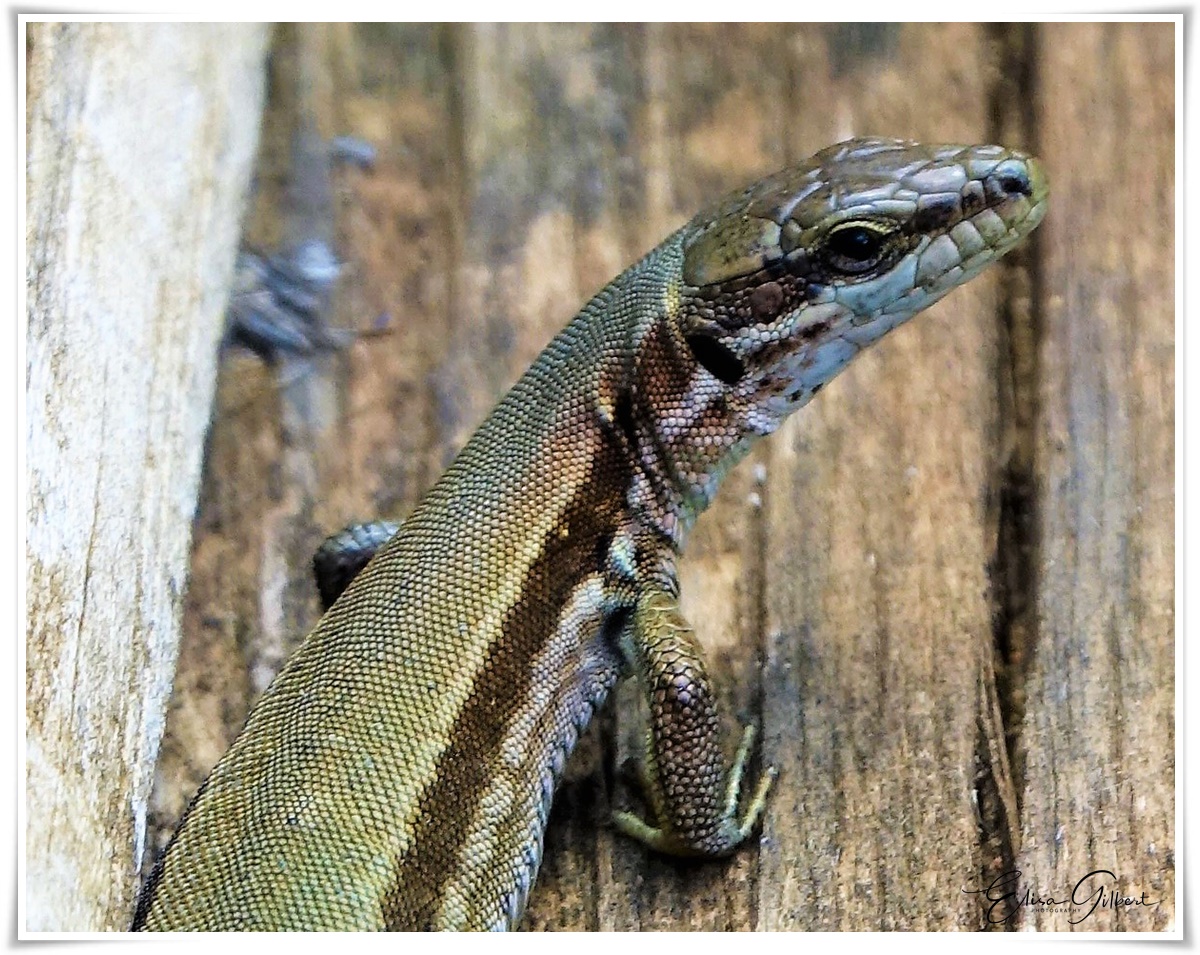 Lézardons !