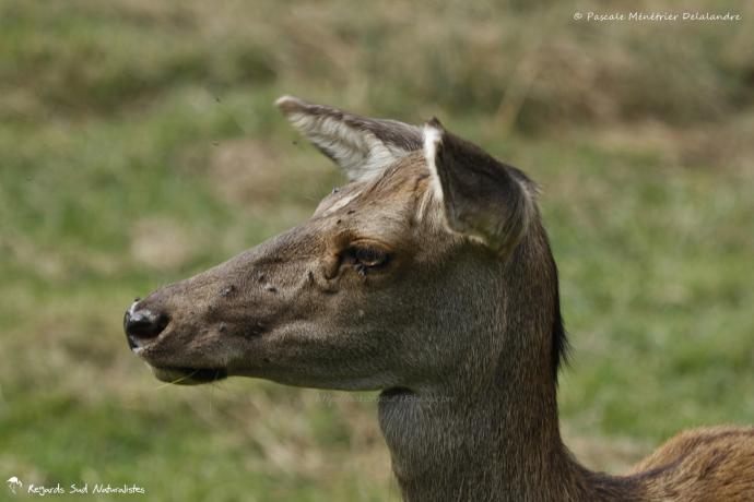 Biche Elaphe