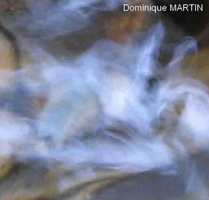 LES EMANANTS ANIMAUX 2