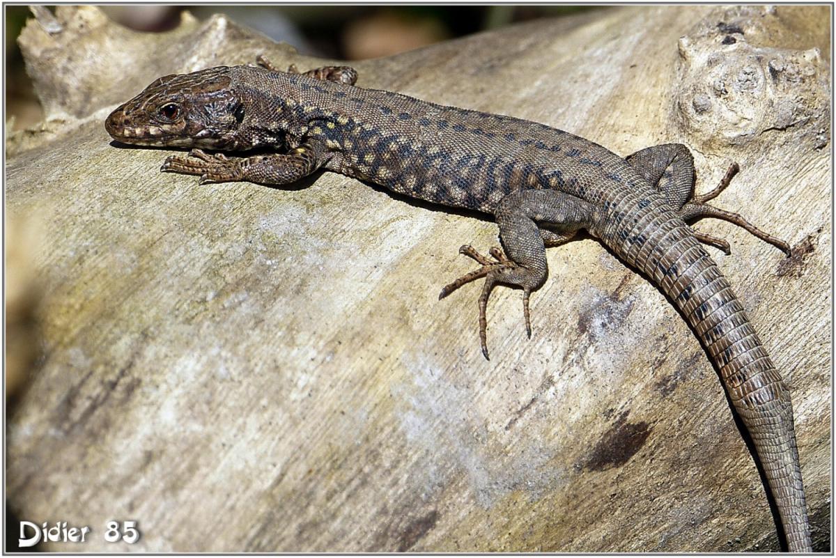 Lézard des Murailles (1) - Podarcis muralis