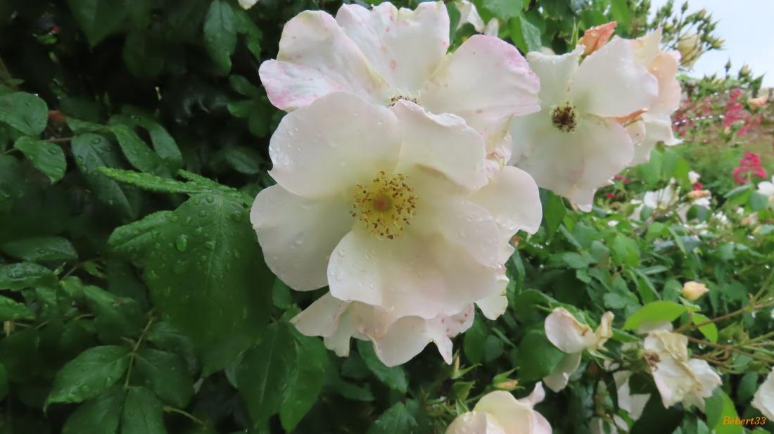 une pause à Puylaurens