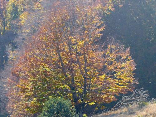 L'automne à l'Aigoual