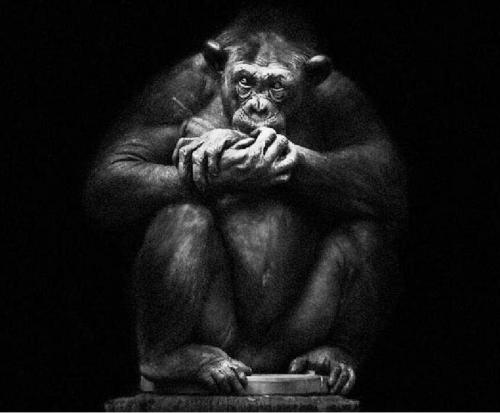 Chimpanzé Wolf Ademeit.jpg