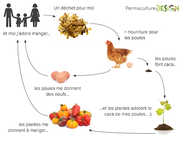 La poule dans un design de permaculture