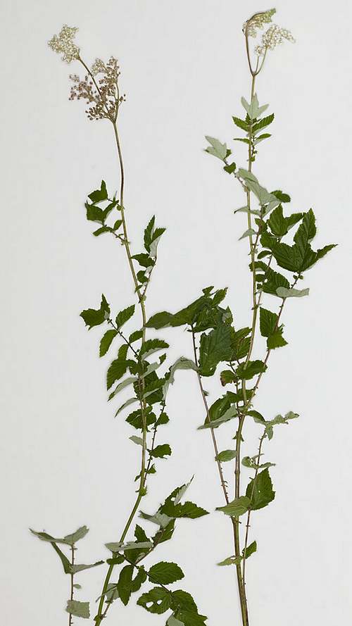 Vertus médicinales des plantes sauvages : Reine-des-prés