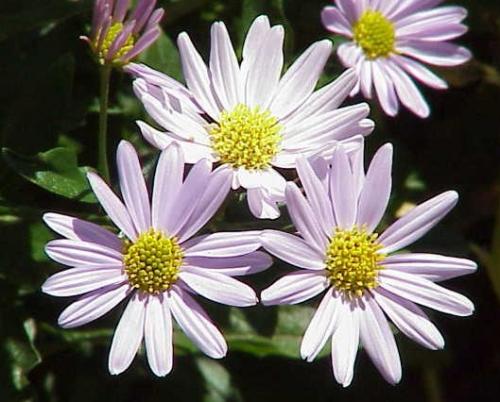 Fleurs cultivées : Kalimeris