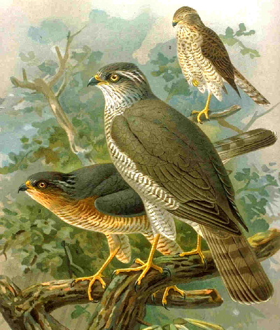 "Portraits d' oiseaux de Côte d'Or",  une conférence de la LPO à Laignes