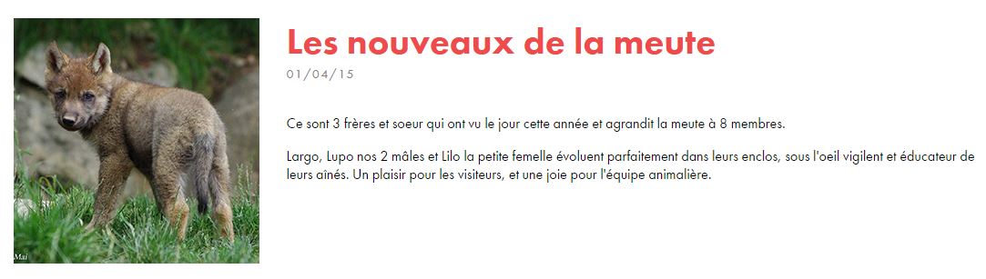 Portraits de Louveteau