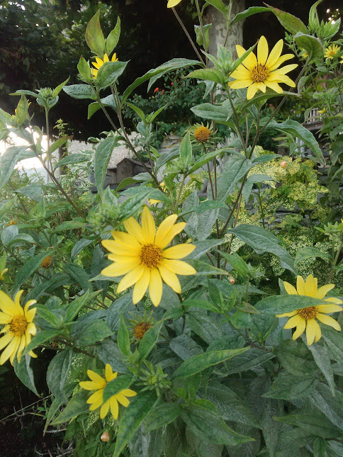 pensées de l’Abbé Pierre (3)