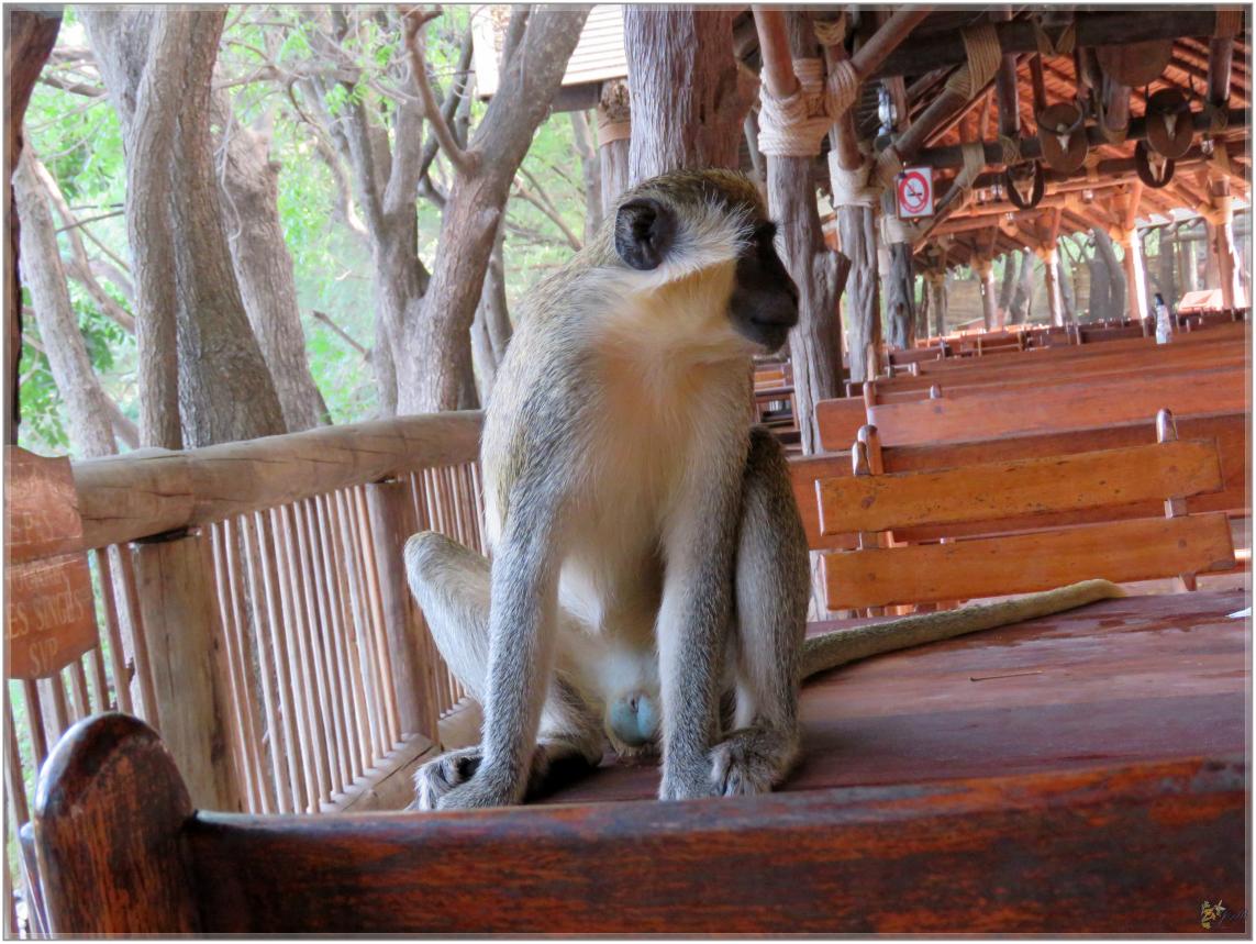 BOUJOUR  LES  SINGES  nov2023