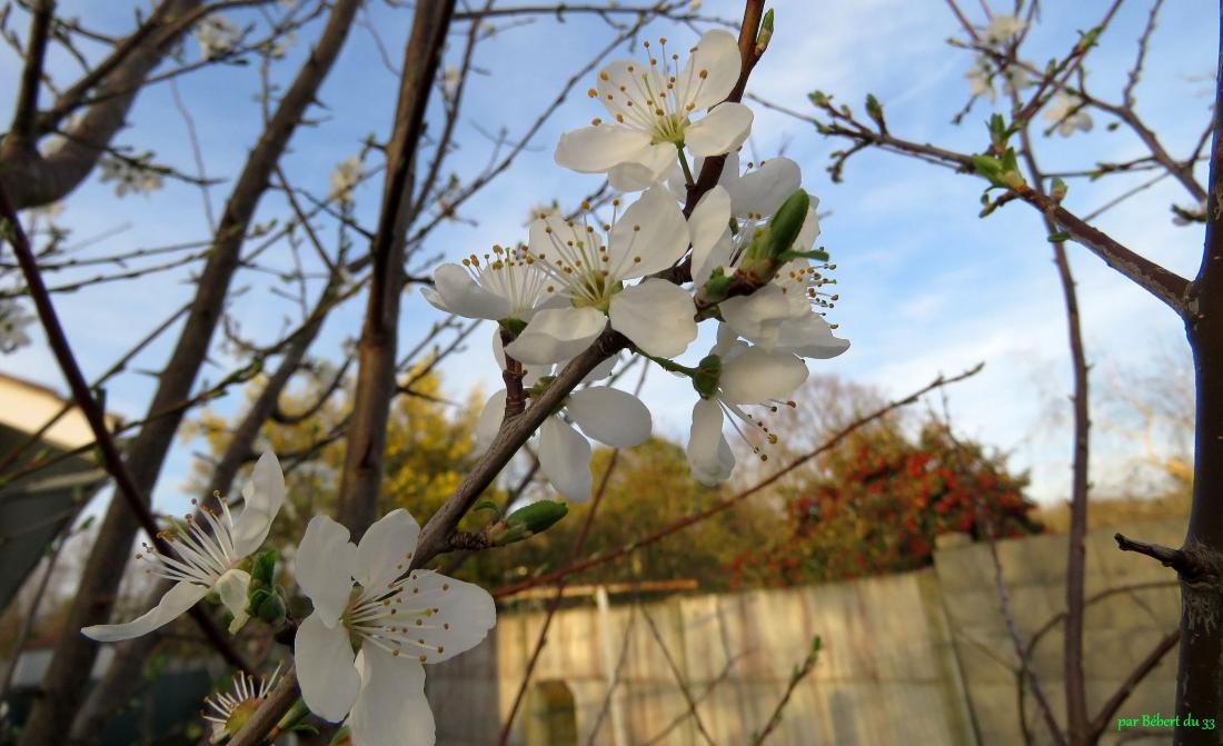fleurs de mon jardin 