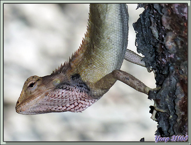 Blog de images-du-pays-des-ours : Images du Pays des Ours (et d'ailleurs ...), Pause sur la route de retour vers Katmandou: le bonne bouille d'un lézard Agame - Népal