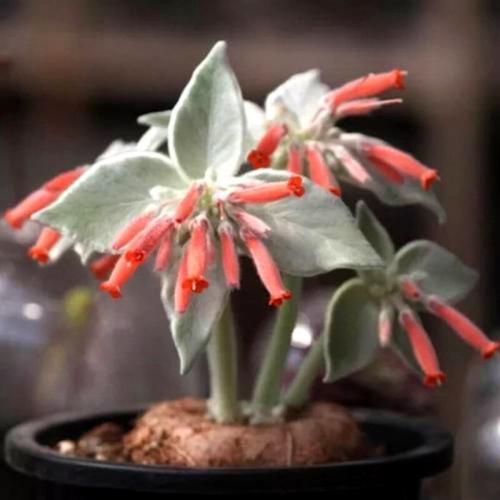 Fleurs cultivées :  Sinningia leucotricha 