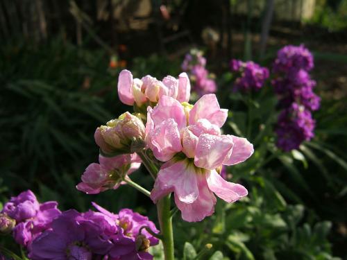 Fleurs sauvages et cultivées : Giroflée
