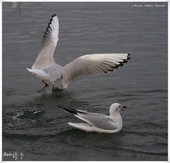 Mouette rieuse - Chroicocephalus ridibundus - Black-headed Gull