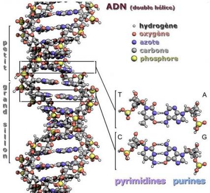 De la Génétique des populations