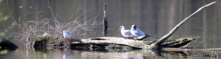 Sortie nature aux Marais d’Harchies (B)