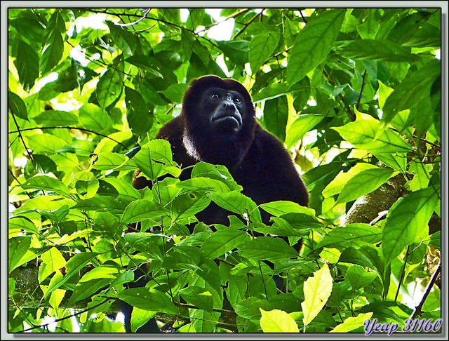 Blog de images-du-pays-des-ours : Images du Pays des Ours (et d'ailleurs ...), Singe Hurleur, probablement le mâle dominant - Puerto Viejo de Sarapiqui - Costa Rica