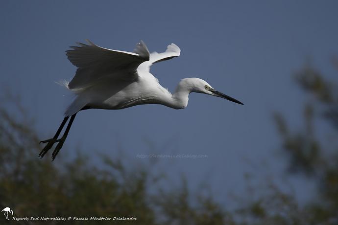 Aigrette garzette