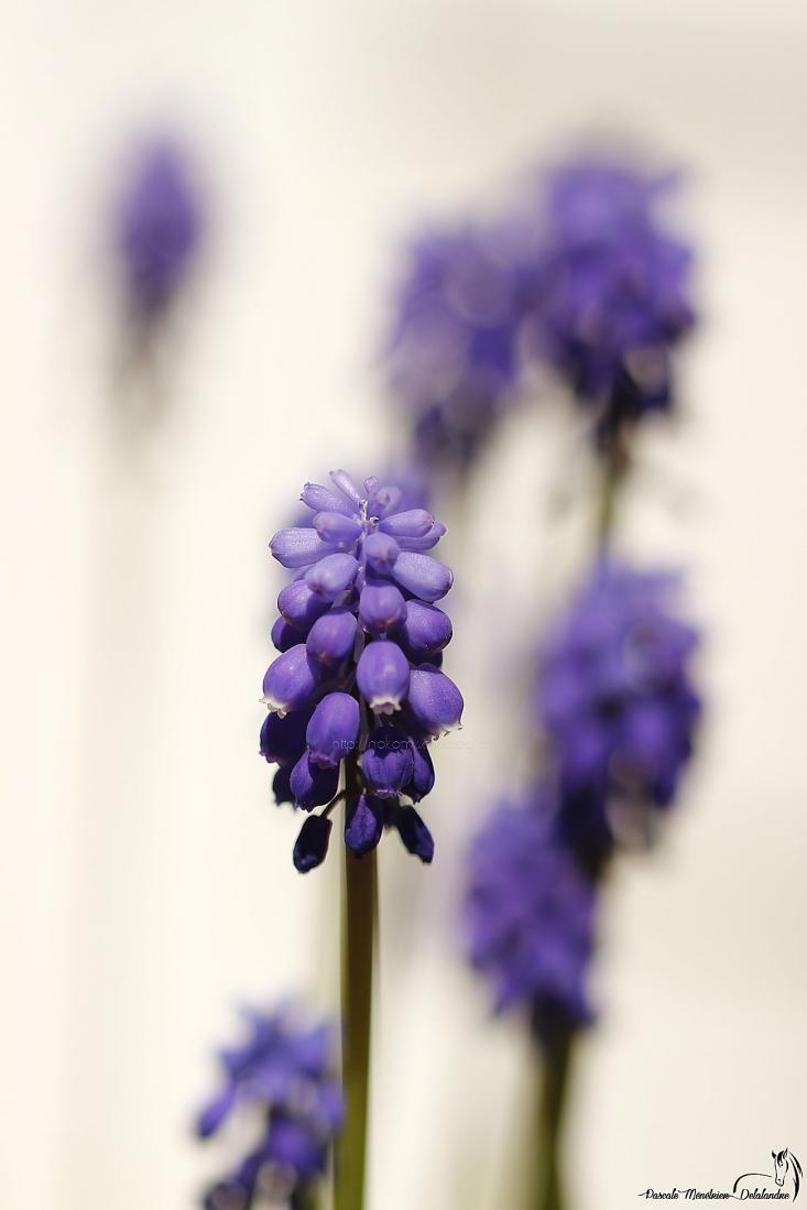 Muscari