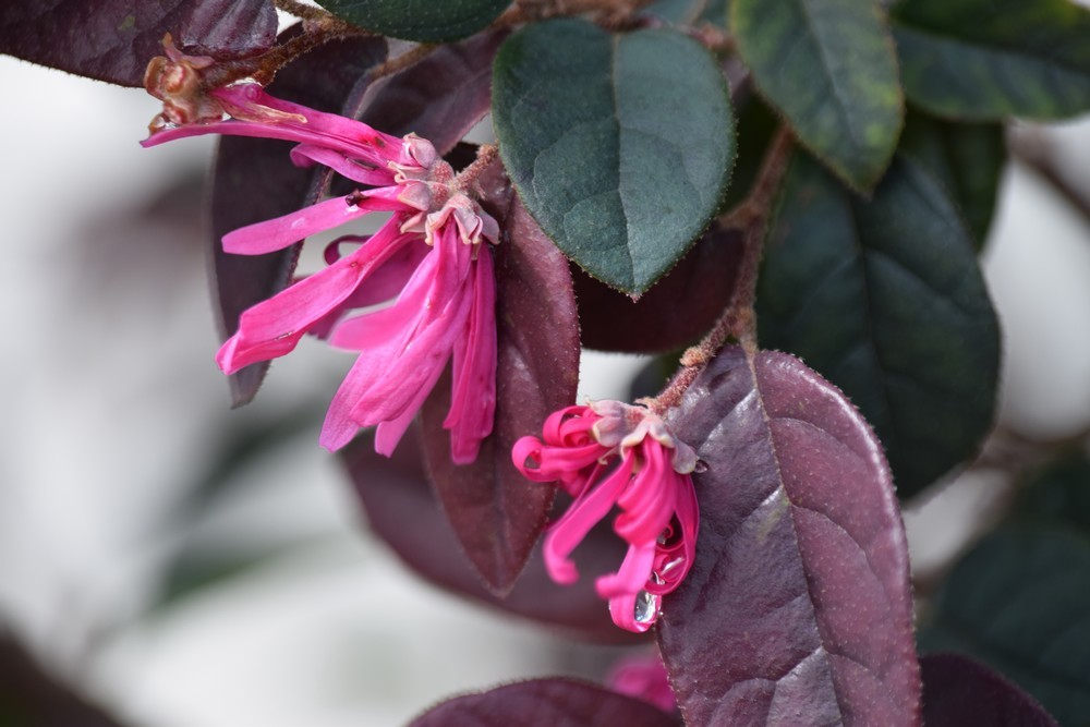 Connaissez vous le loropetalum ?