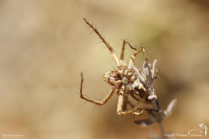 Araignée Lynx du genre Oxyopes  (peut-être lineatus)