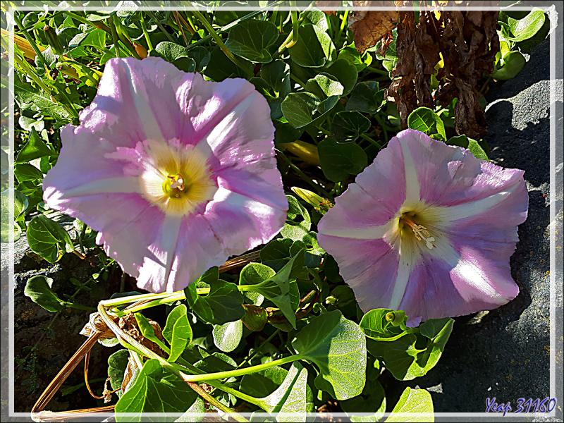 Liseron des dunes (Convolvulus soldanella) et Orpin âcre, Orpin brûlant (Sedum acre) - Loix - Ile de Ré - 17