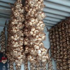 AIL LONGUE CONSERVATION