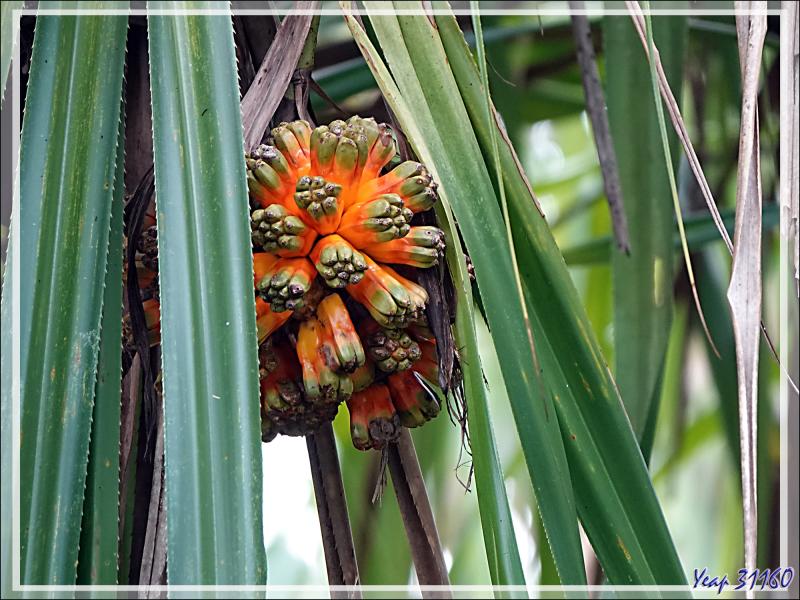Un peu de botanique au retour des sources chaudes de Dei-Dei - Fergusson Island - Papouasie Nouvelle-Guinée (Papua New-Guinea)