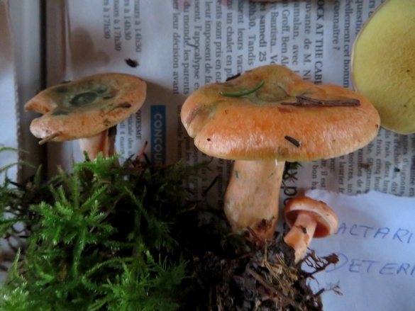 La Société Mycologique et le CSCL a organisé  une sortie découverte sur les  champignons le 16 novembre