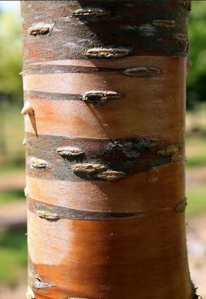 Arbre fruitier : Cerisier
