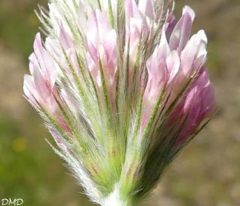 Trifolium incarnatum var. molinerii  -  trèfle de Molineri