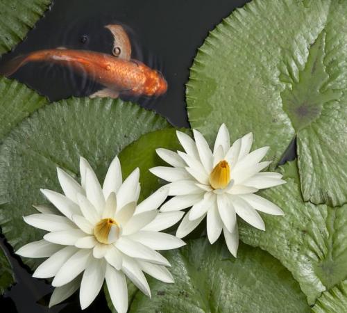 Fleurs cultivées : Nénuphar
