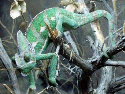 Caméléons, drôles de bestioles (3)