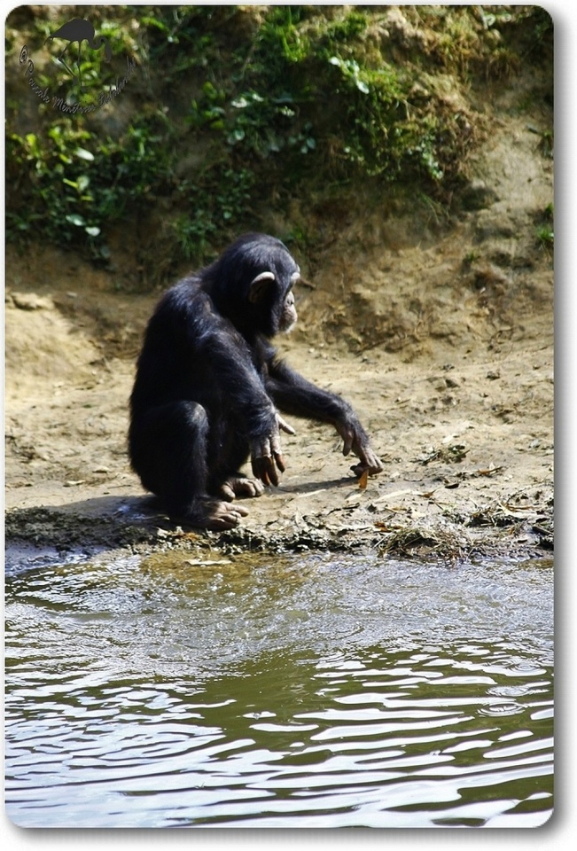Jeu d'eau d'un jeune Chimpanzé...