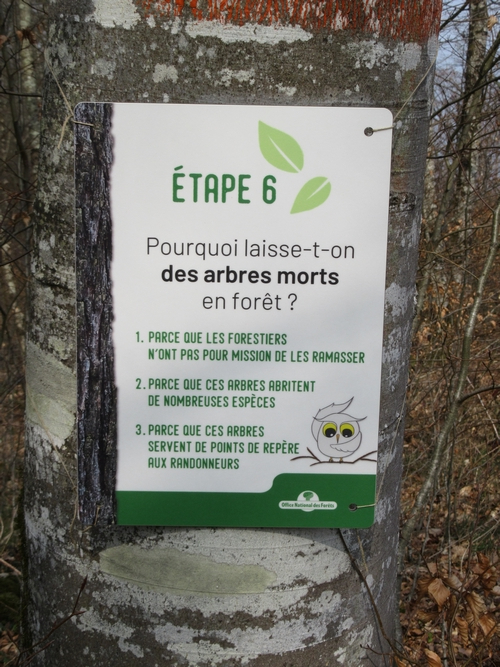 "Vis ma vie de forestier"