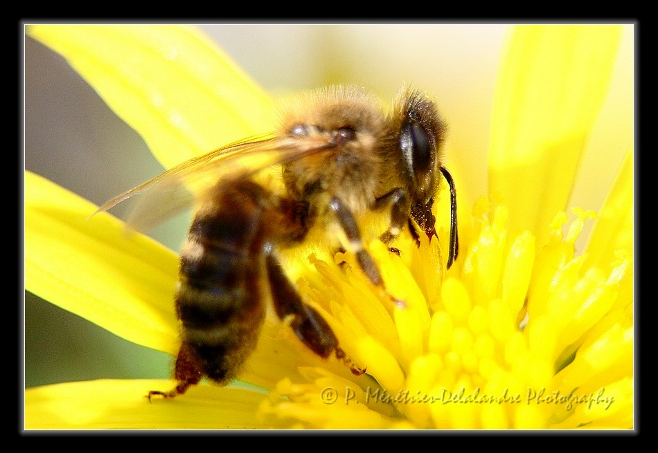Abeille...