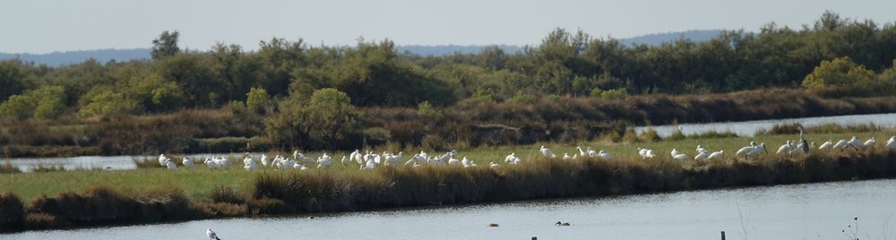 Trois spatules blanches, à la pêche...