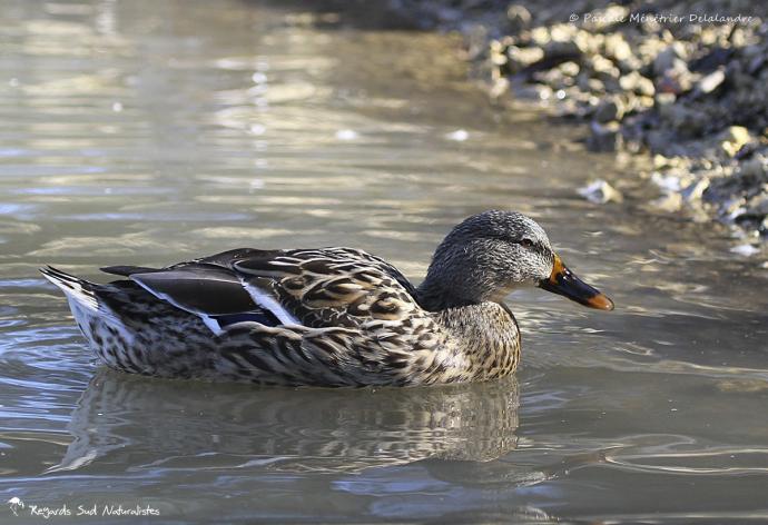 Canard colvert ♀