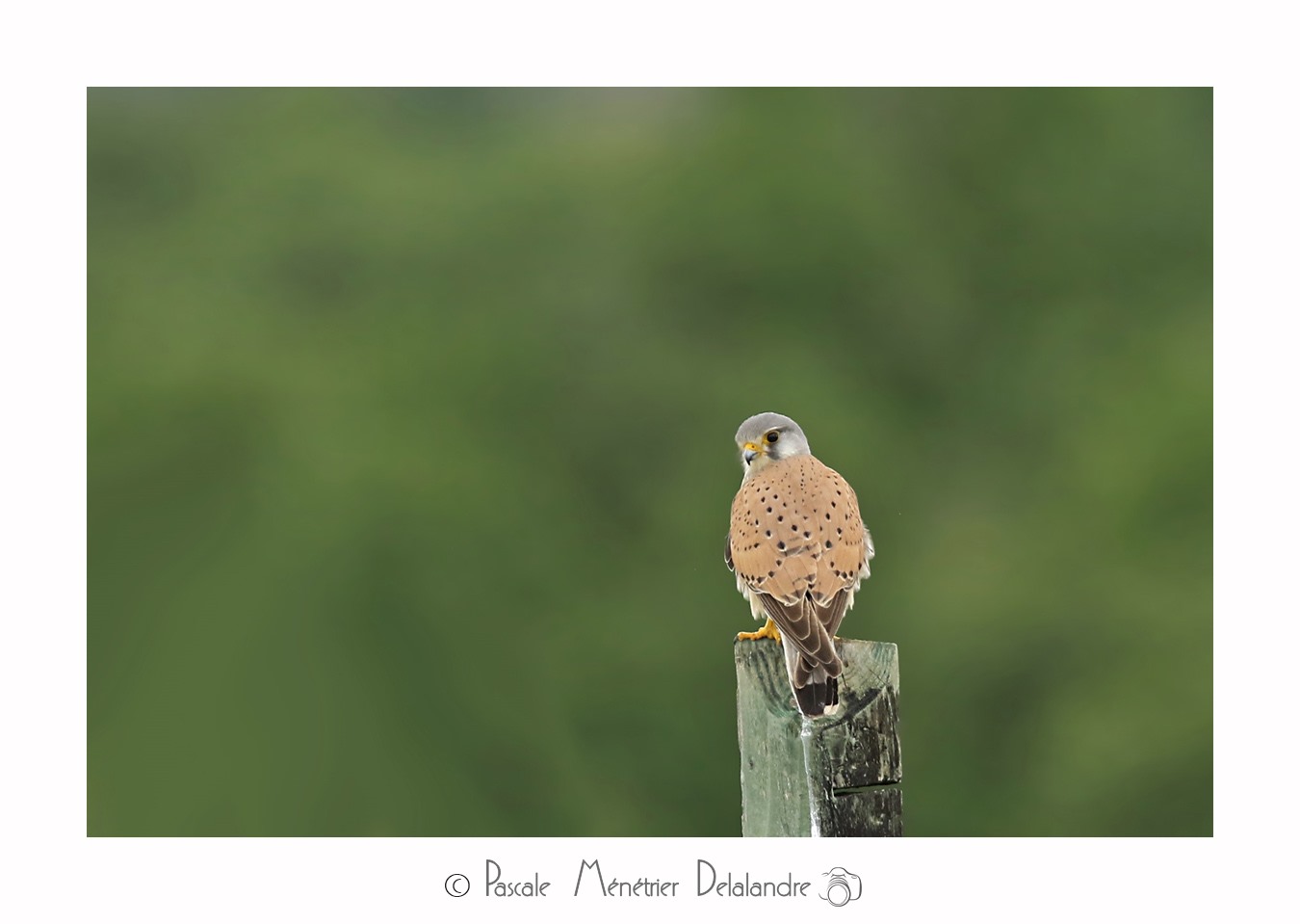 Faucon crécerelle ♀ & ♂ en nuptial