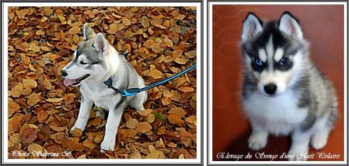 Prendre son Husky en photo (28 juin 2013)