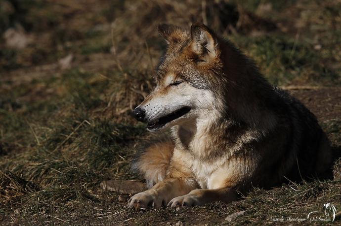 Loups de Sibérie (Canis lupus albus)