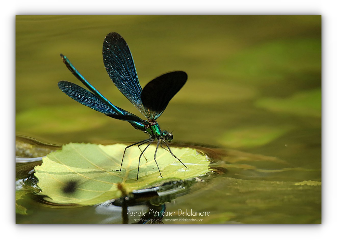 Caloptéryx vierge - Calopteryx virgo ♂