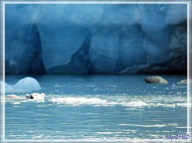 L'ourse et son gros ourson de Croker Bay - Devon Island - Nunavut - Canada